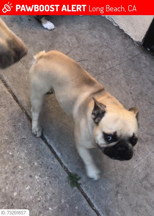 Lost Male Dog last seen 19th street and Caspian Avenue, Long Beach, CA 90810