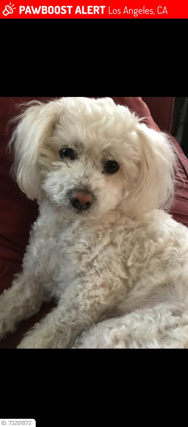 Lost Female Dog last seen Santa Teresita school, Los Angeles, CA 90033