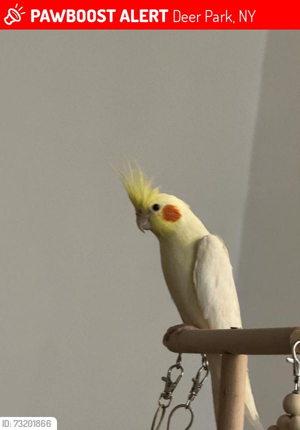 Lost Male Bird last seen Old country road dix hills, Deer Park, NY 11729