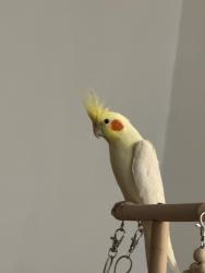 Lost Male Bird last seen Old country road dix hills, Deer Park, NY 11729