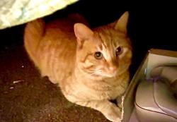 Lost Male Cat last seen Lakewood rd, hwy 57, Dillon County, SC 29536