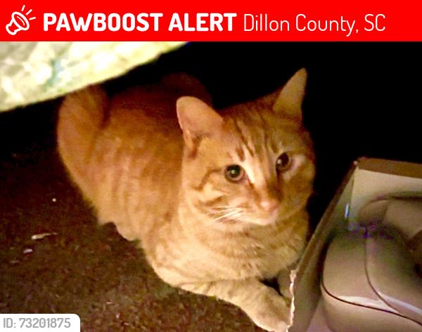 Lost Male Cat last seen Lakewood rd, hwy 57, Dillon County, SC 29536