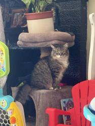 Reunited Female Cat last seen Jefferson High school, Daly City, CA 94015