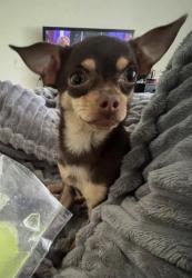 Reunited Male Dog last seen Churchview and Wildwood, Pittsburgh, PA 15227