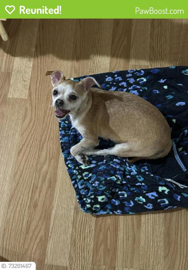 Reunited Female Dog last seen Seagler Rd, Houston, TX 77042