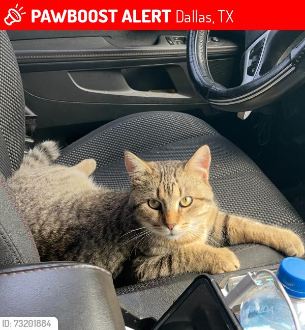 Lost Male Cat last seen Prairie creek rd in seaway drive street, Dallas, TX 75217