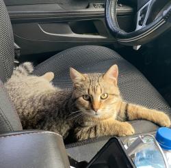 Lost Male Cat last seen Prairie creek rd in seaway drive street, Dallas, TX 75217