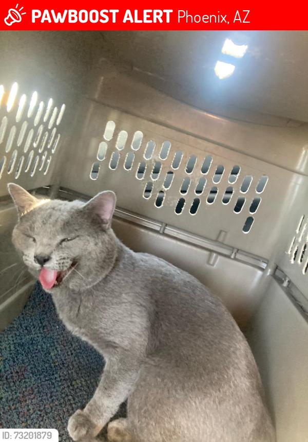 Lost Male Cat last seen 13th Ave Union hills, Phoenix, AZ 85023