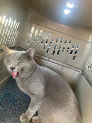 Lost Male Cat last seen 13th Ave Union hills, Phoenix, AZ 85023