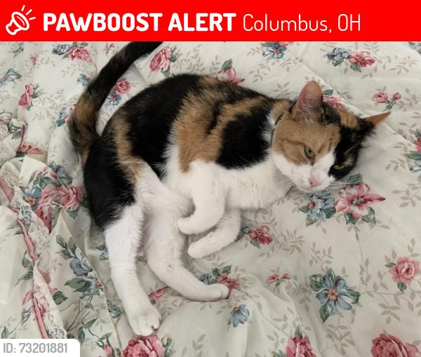Lost Female Cat last seen Blaverly in the preserve, Columbus, OH 43230