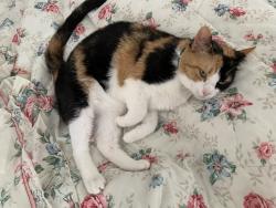 Lost Female Cat last seen Blaverly in the preserve, Columbus, OH 43230