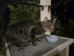 Reunited Male Cat last seen Ridgeway Dr., Gadd Rd., Red Bank, TN 37415