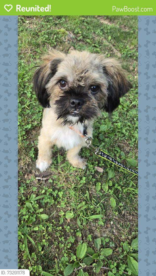 Reunited Male Dog last seen Sullivan rd, Knoxville, TN 37921