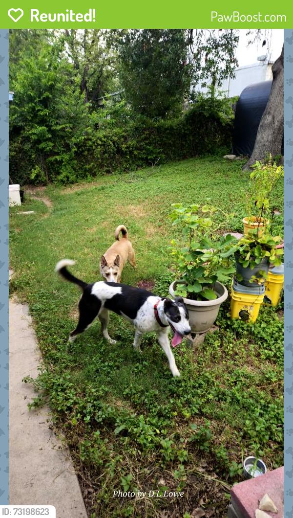 Reunited Female Dog last seen Canterfield Rd & Evers Rd, Leon Valley, TX 78238, USA, Leon Valley, TX 78238