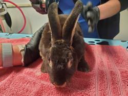 Shelter Stray Male Rabbit last seen Vista Way, Oceanside, CA, 92054, Oceanside, CA 92058, USA