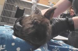 Shelter Stray Male Rabbit last seen Vista Way, Oceanside, CA, 92054, Oceanside, CA 92058, USA