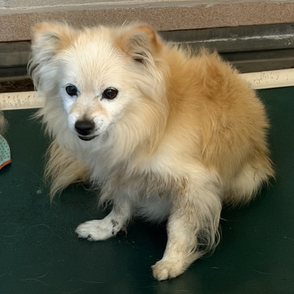 Shelter Stray Male Dog last seen Mission Bay Park, San Diego, CA, 92101, 5500 Gaines St, San Diego, CA 92110, USA