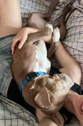 Shelter Stray Female Dog last seen Near E Lexington Avenue, El Cajon, CA, 92021, 5500 Gaines St, San Diego, CA 92110, USA