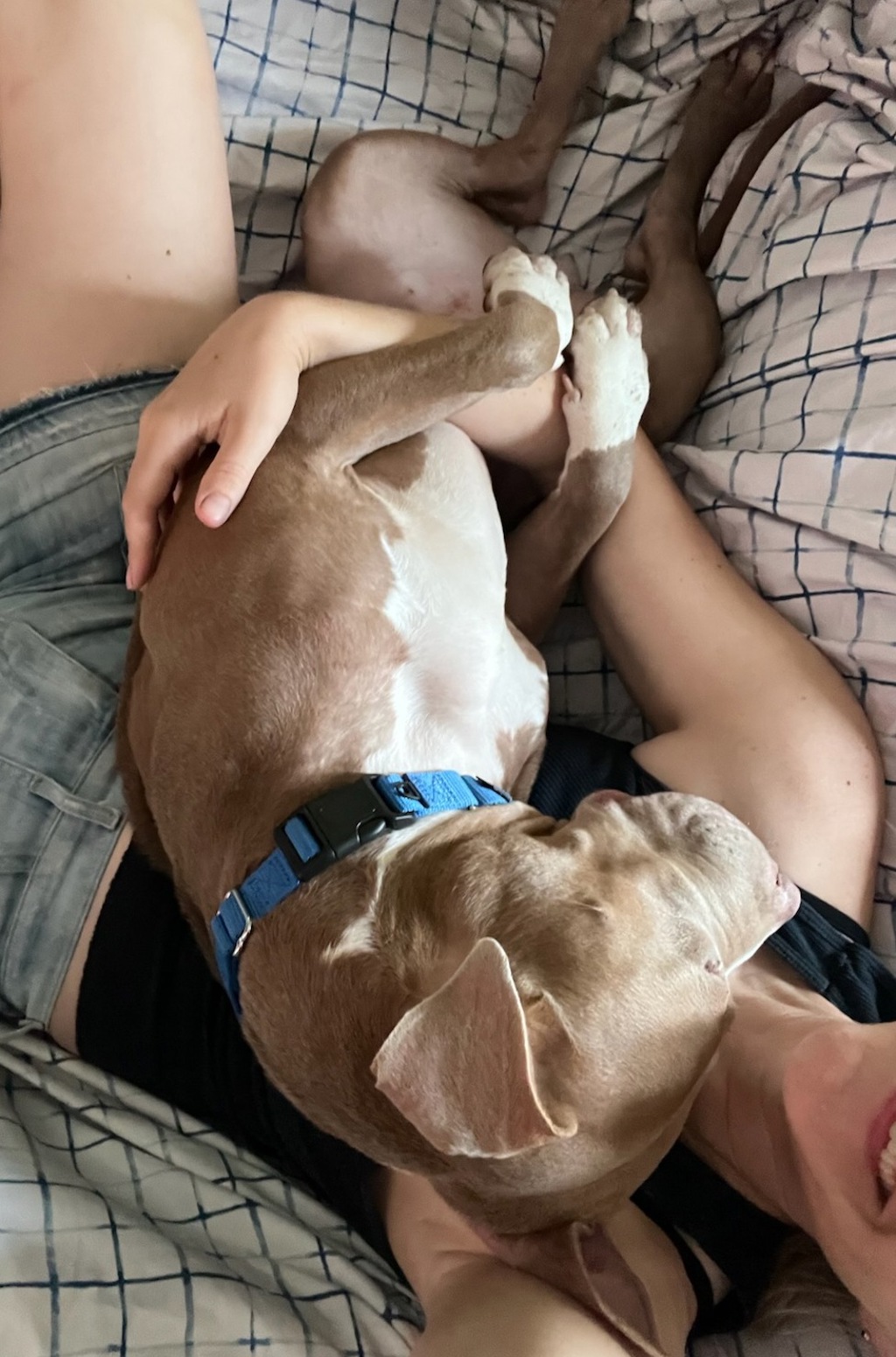 Shelter Stray Female Dog last seen Near E Lexington Avenue, El Cajon, CA, 92021, 5500 Gaines St, San Diego, CA 92110, USA