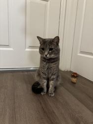 Found/Stray Male Cat last seen Fire Station 42, Pine Hills, FL 32808