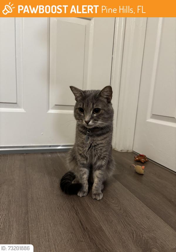 Found/Stray Male Cat last seen Fire Station 42, Pine Hills, FL 32808