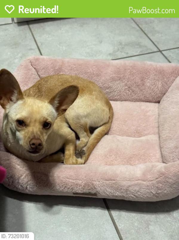 Reunited Female Dog last seen 81/2 e, Fortuna Foothills, AZ 85367