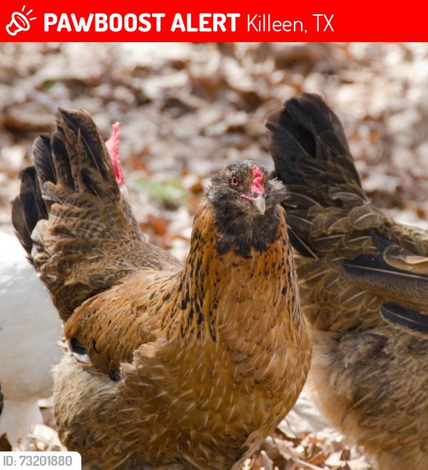Lost Female Bird last seen Indy Lane, Windfield, Killeen, TX 76549