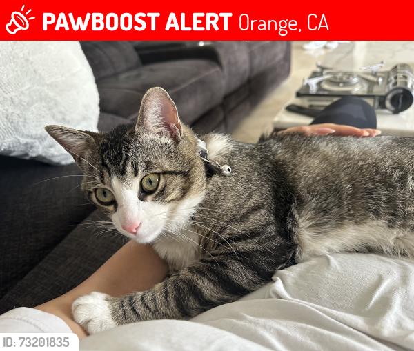 Lost Male Cat last seen Near e hillcrest ave orange, Orange, CA 92867