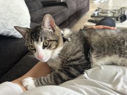 Lost Male Cat last seen Near e hillcrest ave orange, Orange, CA 92867