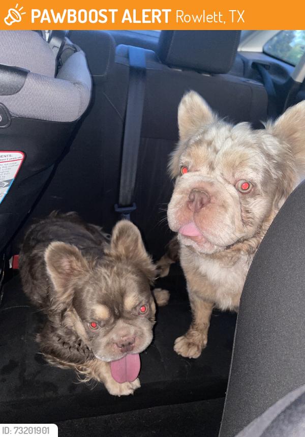 Found/Stray Male Dog last seen Hickox and Merritt, Rowlett, TX 75088