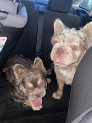Found/Stray Male Dog last seen Hickox and Merritt, Rowlett, TX 75088