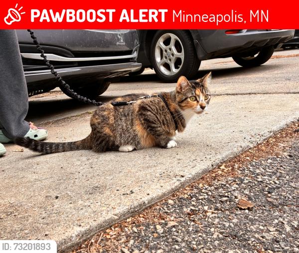 Lost Female Cat last seen 24th and Pleasant, Minneapolis, MN 55404