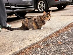 Lost Female Cat last seen 24th and Pleasant, Minneapolis, MN 55404
