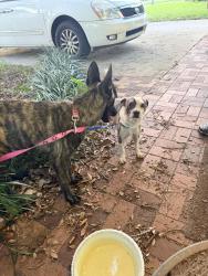 Found/Stray Unknown Dog last seen McArthur highschool, Hollywood, FL 33024