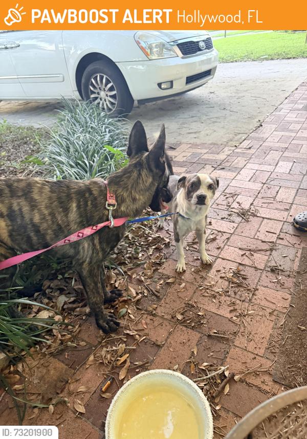 Found/Stray Unknown Dog last seen McArthur highschool, Hollywood, FL 33024
