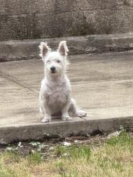 Lost Male Dog last seen 70-98 57th dr, Queens, NY 11378