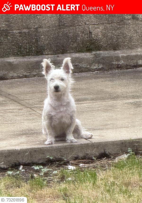 Lost Male Dog last seen 70-98 57th dr, Queens, NY 11378