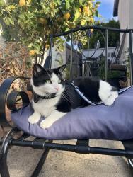 Reunited Male Cat last seen Brandeis drive , Stanford drive, and Cornell drive, Oceanside, CA 92056