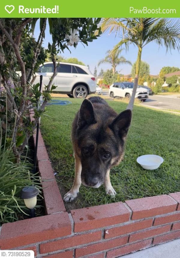 Reunited Male Dog last seen Lynwood, CA, USA, Lynwood, CA 90262