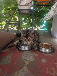 Reunited Unknown Cat last seen between Burnside and Glisan around 80th, Portland, OR 97213