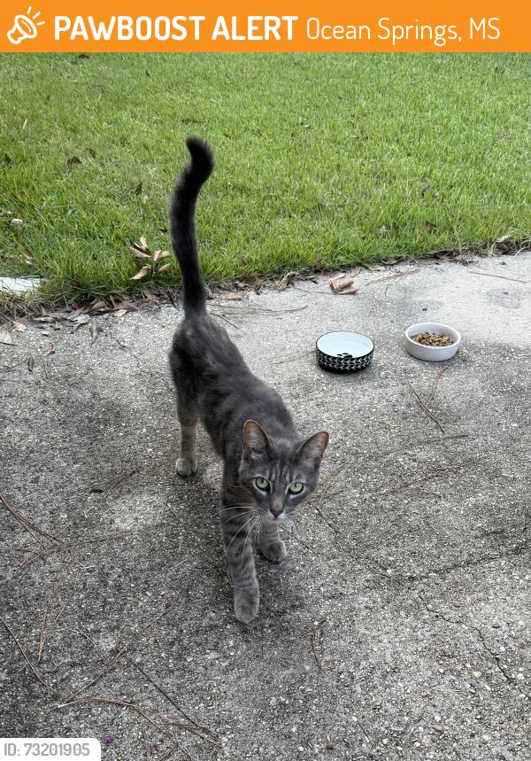Found/Stray Male Cat last seen Beachview Drive, North 8th Street, Ocean Springs, MS 39564