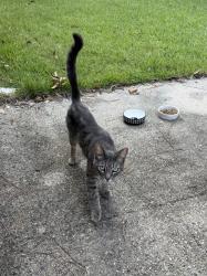 Found/Stray Male Cat last seen Beachview Drive, North 8th Street, Ocean Springs, MS 39564