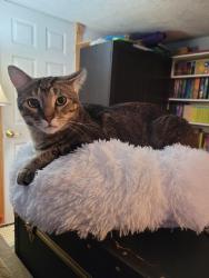 Lost Male Cat last seen Swan Falls Campsite, Swan Falls, ID 83650