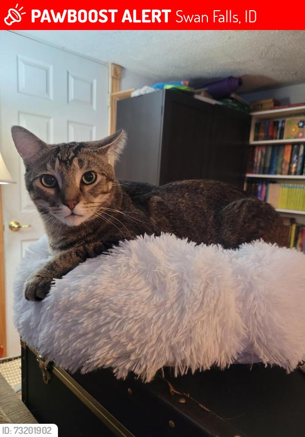 Lost Male Cat last seen Swan Falls Campsite, Swan Falls, ID 83650