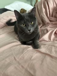 Lost Female Cat last seen Whistler Lane, Providence Blvd, GA 31210