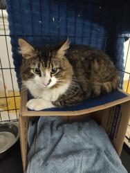 Found/Stray Unknown Cat last seen Thayer St, Worcester, MA 01603