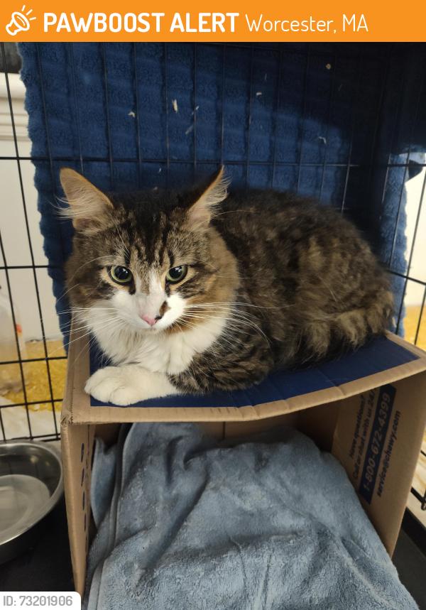 Found/Stray Unknown Cat last seen Thayer St, Worcester, MA 01603