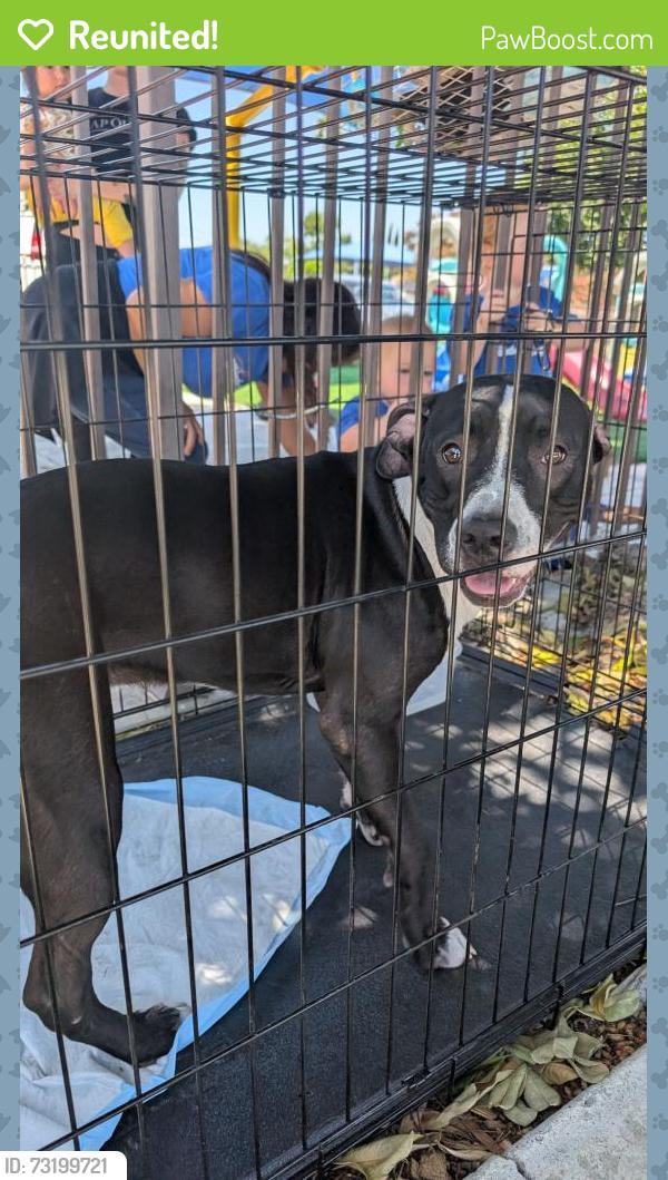 Reunited Female Dog last seen Brockton ave, Riverside, CA 92506