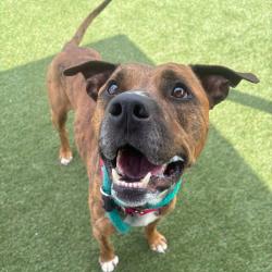 Shelter Stray Male Dog last seen , Animal Care & Control Team of Philly, 111 W Hunting Park Ave, Philadelphia, PA 19140, USA