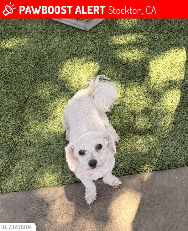 Lost Female Dog last seen Wilson way and Alpine Ave, Stockton, CA 95205